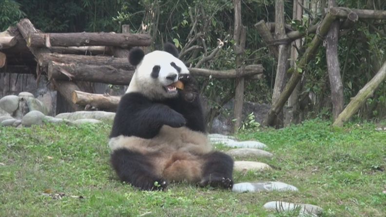 Panda sarasteen jutusta karanteeni