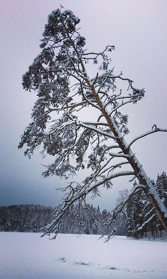 Kauniissa pakkassäässä ja lumisissa maisemissa sujuu joulunvietto. 25.12. Joensuun Heinävaara. Kuva: Hilve Multanen. 