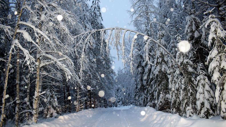 Lukijan kuva lumi lunta talvi metsä Iisalmi Esko Juntunen