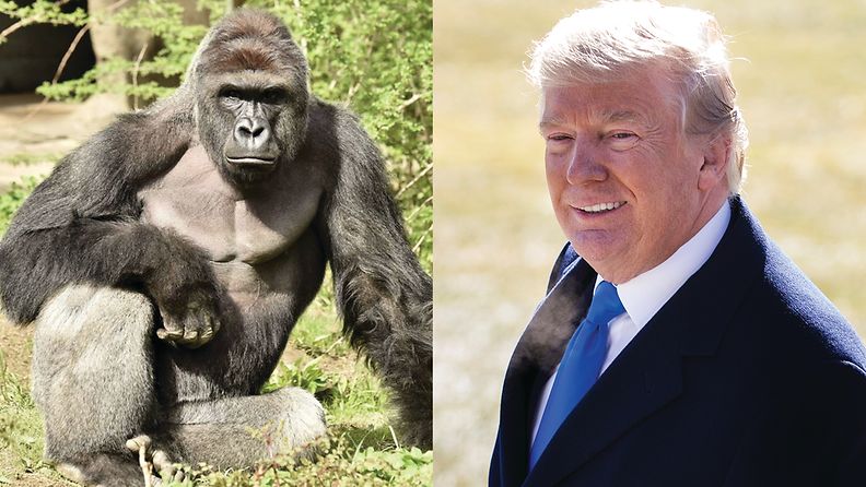 Trump katsoo gorillojen tappeluja kaapelikanavalta