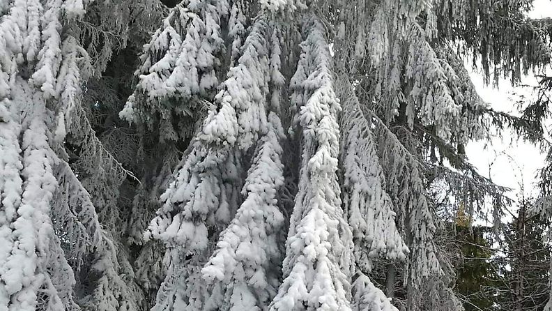 Puut ovat peittyneet lumitykkien tuottamaan valkeuteen Helsingin Paloheinässä. Kuva: Sirpa Perttilahti.