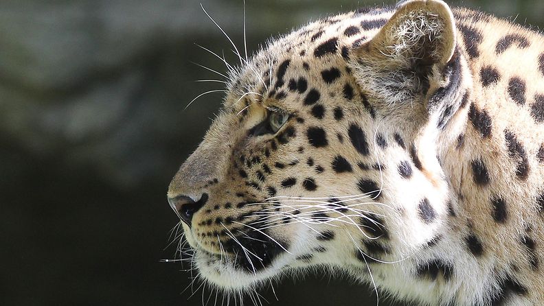 leopardi-epa
