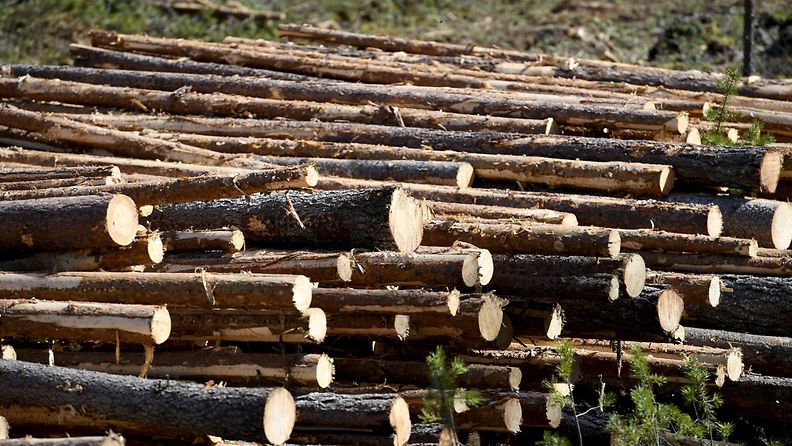 metsä tukki metsäteollisuus lehtikuva