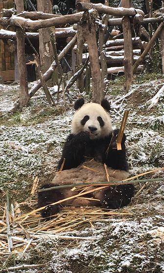 Pandat saivat vähän esimakua lumesta, kun Sichuanissa leijaili hiutaleita maahan. 