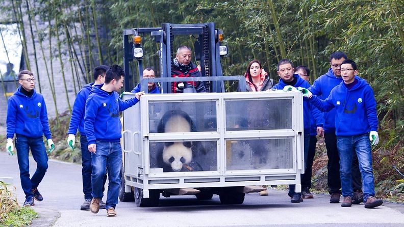 panda kiina