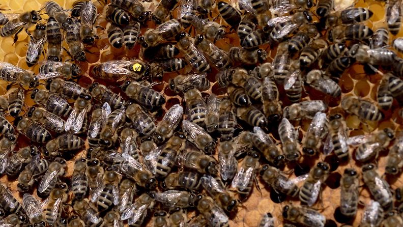 Mehiläinen, mehiläispesä, hunaja