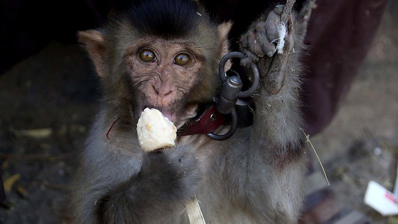 Kuvituskuvassa apina syö jäätelöä Pakistanissa marraskuussa 2017.