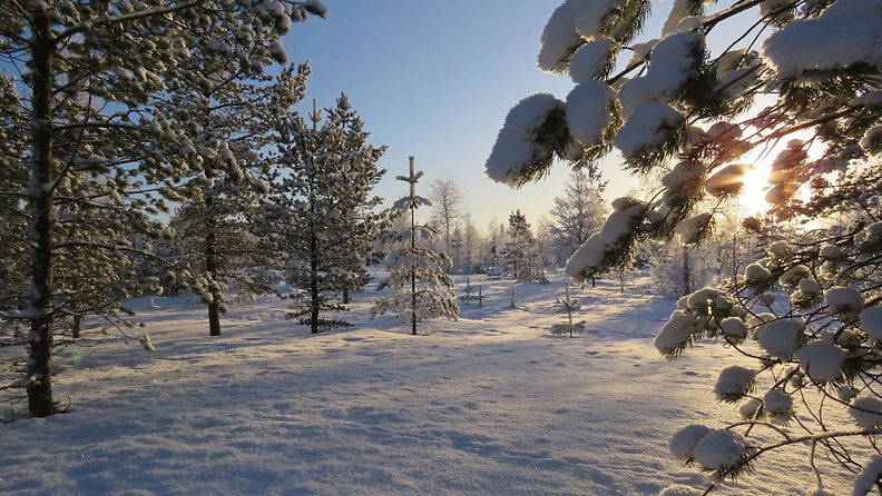 Pakkasen -17 lumen valon ja varjon tunnelmaa tänään Utajärvellä Sinikka Kujala