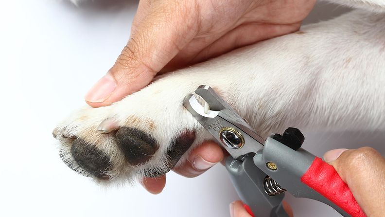 koiran kynsien leikkaaminen