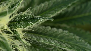 AOP kannabis kasvi kannabiskasvi cannabis plant marihuana kotikasvatus 7.08904991