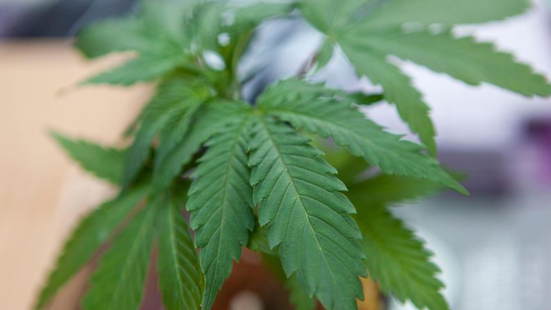 AOP kannabis kasvi kannabiskasvi cannabis plant marihuana kotikasvatus 10.9436091l
