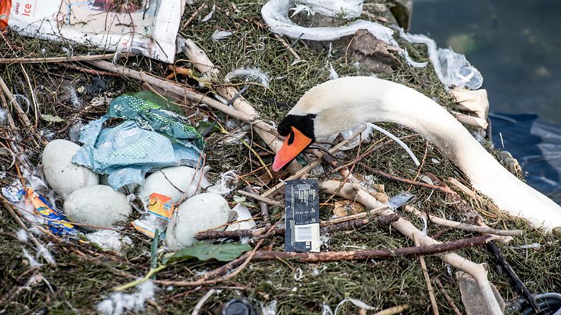 EPA joutsen pesä muoviroska Kööpenhamina Tanska