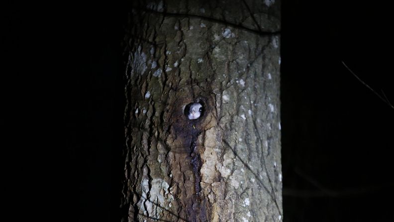 Liito-orava, WWF