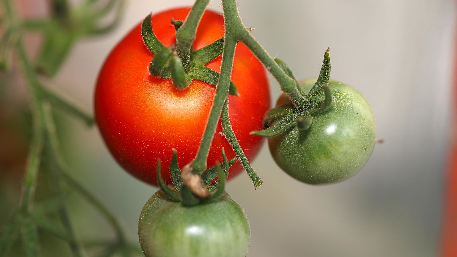 AOP tomaatti kasvihuone puutarha 1.03425787