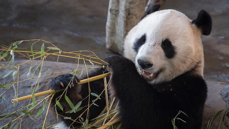 panda ähtäri lumi pyry