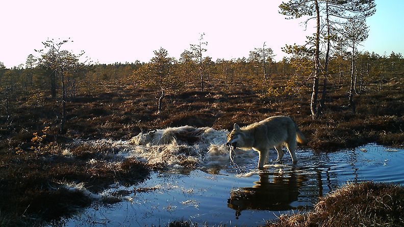 Susi, Nurmijärvi, valkoinen hirvi (1)