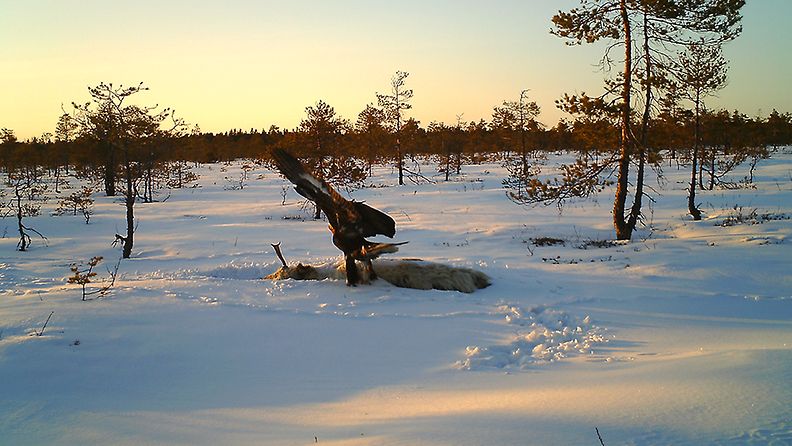 kotka, Nurmijärvi, valkoinen hirvi