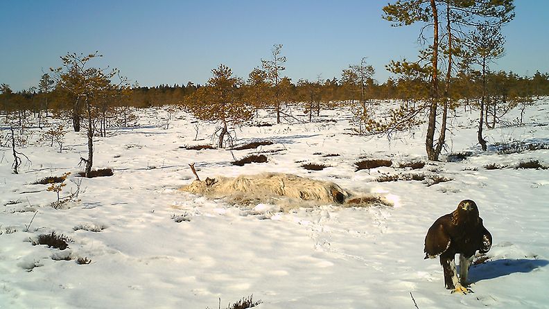 kotka, Nurmijärvi, valkoinen hirvi (1)