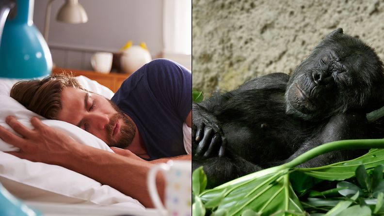 simpanssi, ihminen, sänky