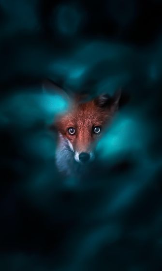fox_ossi_saarinen_06