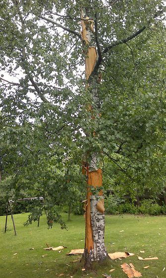 Salamanisku kuori koivusta kaarnan lähes koko puun korkeudelta.