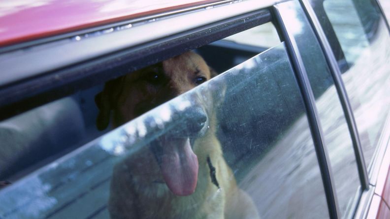 koira kuumassa autossa