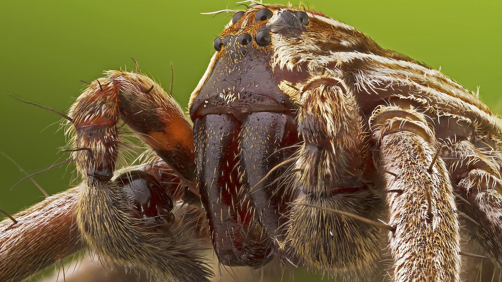Karmivan kokoinen hämähäkki ahmi pariskunnan edessä kokonaisen opossumin –  somessa ihaillaan: 