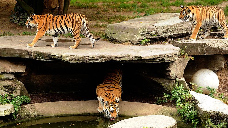 Kuvan tiikerit kuvattiin aitauksessaan Kölnin eläintarhassa hyökkäyksen jälkeen.