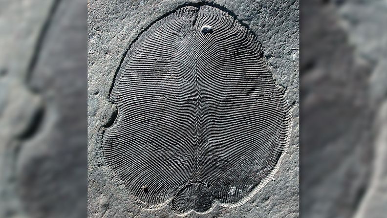 fossiili