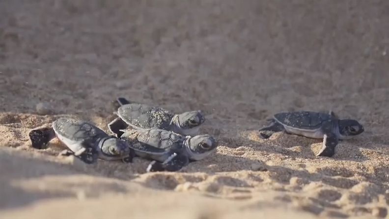 kilpikonnat, kilpikonnan poikaset, ranta