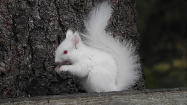 albiino-orava