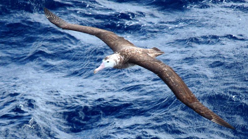 Tristan albatrossi