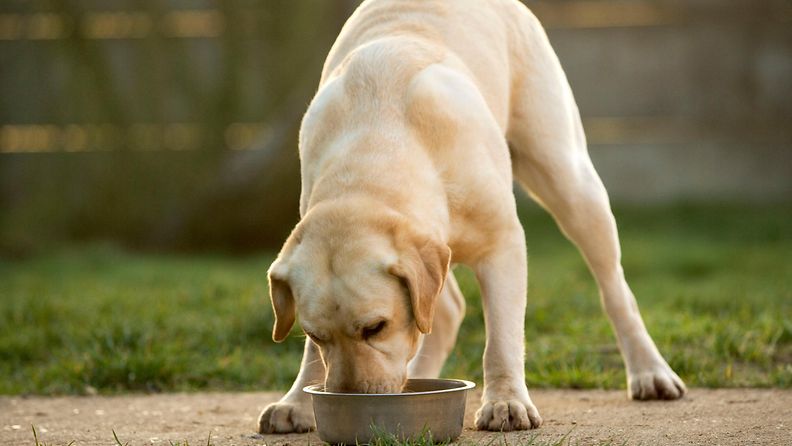 Koira syö ruokaa kulhosta