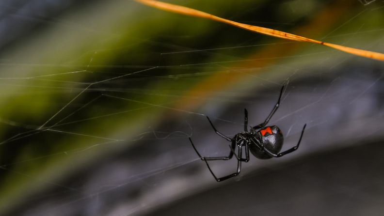 mustaleski hämähäkki