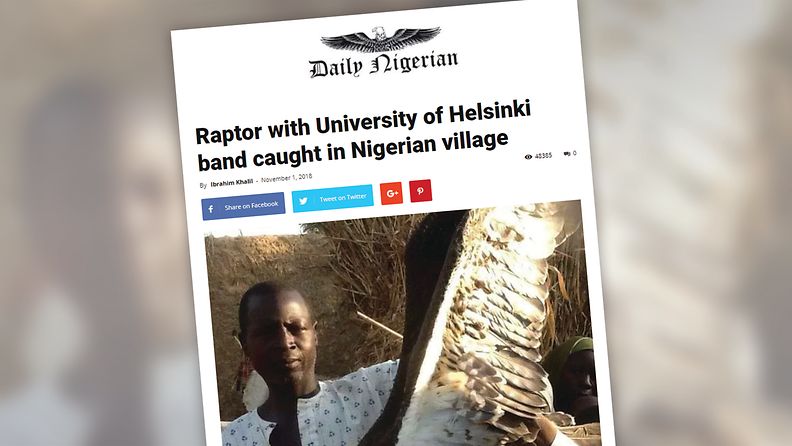 Raptor with University of Helsinki band caught in Nigerian village