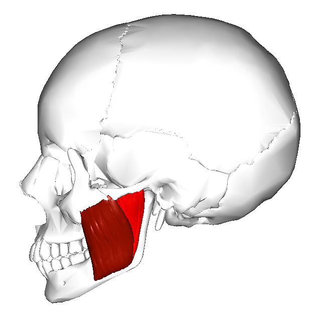 Masseter_muscle_-_lateral_view