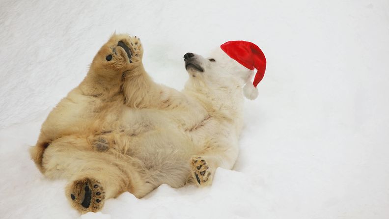 jääkarhu, joulu