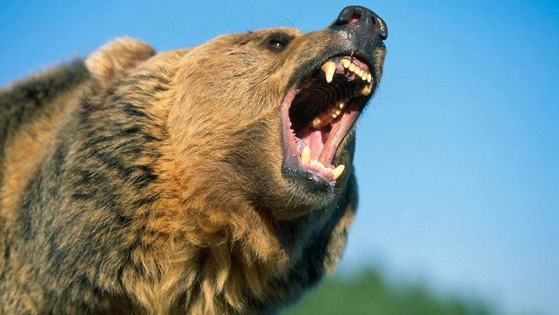 AOP harmaakarhu ärisee karhu uhittelee