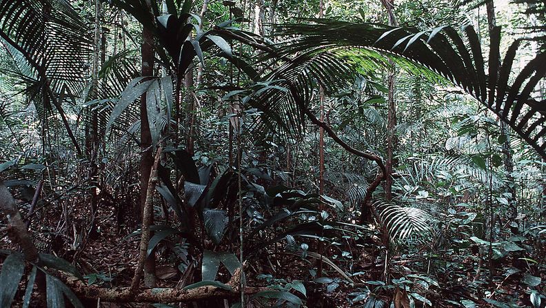 Brasilia viidakko