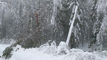 AOP sähkökatkot sähkökatkos sähkökatkokset sähkö sähköjohdot lumi tykkylumi 1.03764089