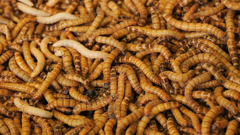 Hyönteisten käytön lisääminen ihmisravintona auttaisi osaltaan ratkaisemaan maailman ruokaongelmaa.