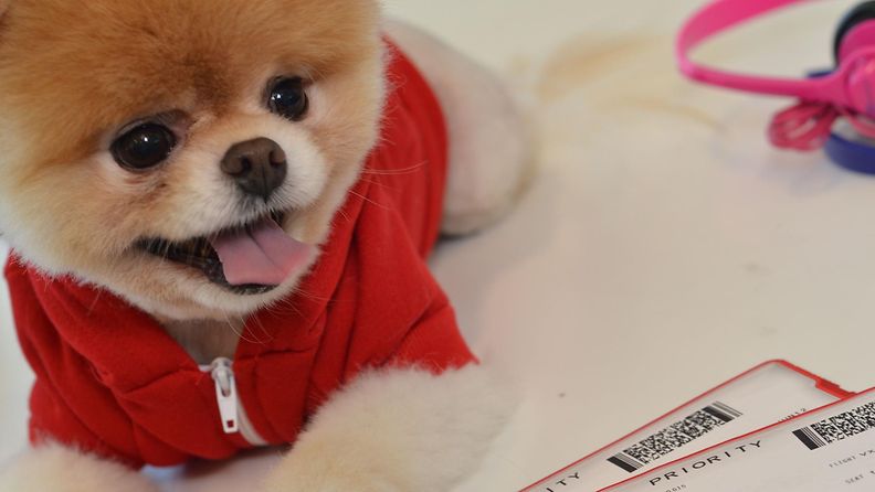 Maailman söpöimmäksi tituleerattu Boo-koira kuvattuna Yhdysvalloissa San Franciscon lentokentällä heinäkuussa 2012.