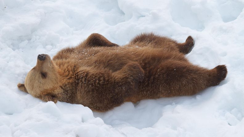 AOP Korkeasaari karhu talvi lumi