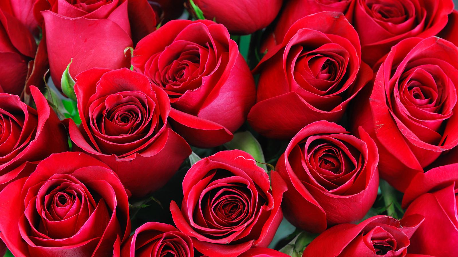 8-vuotias poika säästi taskurahansa – osti kaikille luokkansa tytöille  ruusut ystävänpäivän kunniaksi 