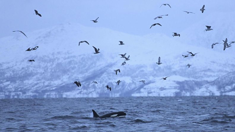 Miekkavalas jahtaa sillejä Norjan merialueella Tromssan lähellä. 