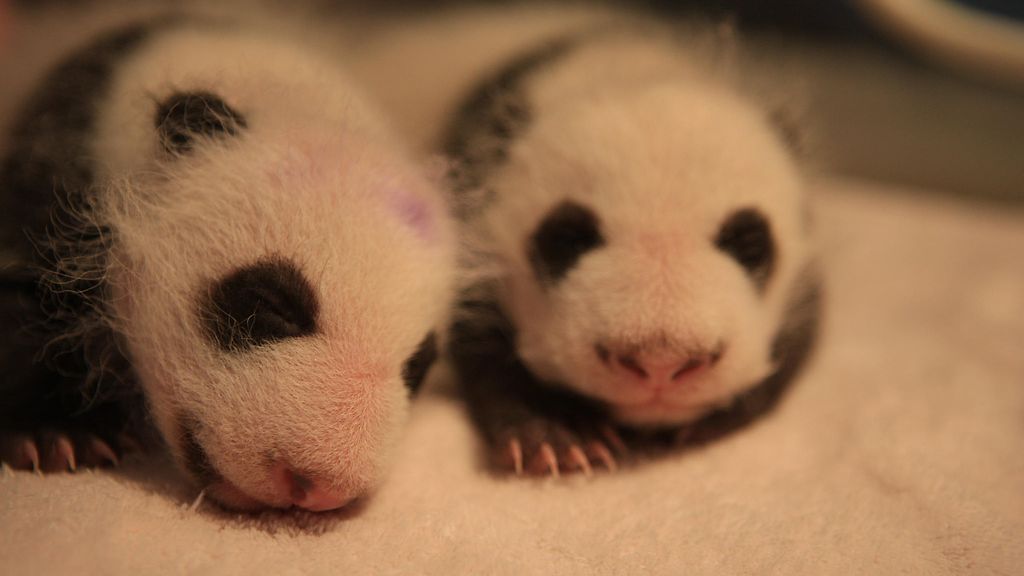 Ähtärissä tarkkaillaan herkeämättä murrosikäisten pandojen käyttäytymistä –  neljä erikoista faktaa, joita et ehkä pandojen lisääntymisestä tiennyt! -  