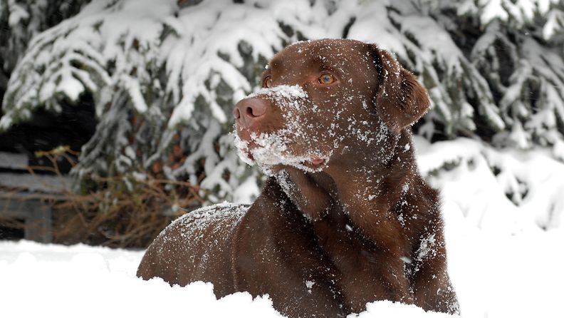 koira lumessa
