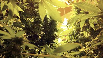 Kannabis kasvatus viljelmä huumeet