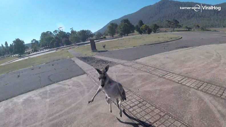 Kenguru hyökkäsi varjoliitäjän kimppuun Australiassa. Kuvakaappaus videolta.