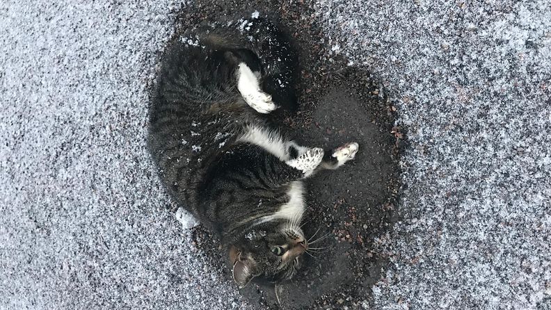 Lähes vuoden karkuteillä ollut kissa löytyi hyiseltä tieltä makaamassa –  Pelastaja vei kotinsa lämpöön: 